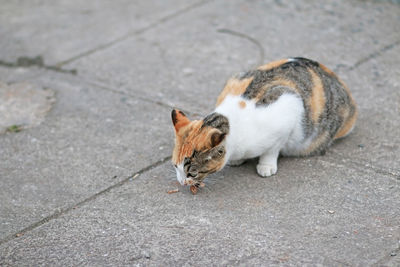 Stray cat are hungry, cat nibble bone