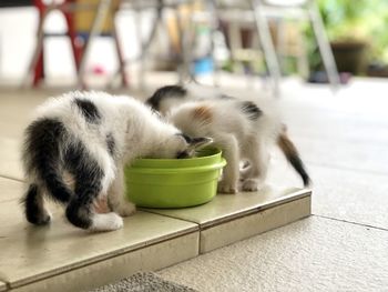 Close-up of a cat eating