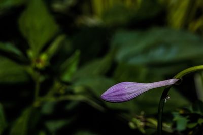 Close-up of purple hosta flower bud