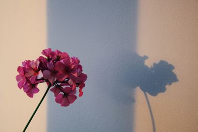 Close-up of pink flowering plant in vase against wall