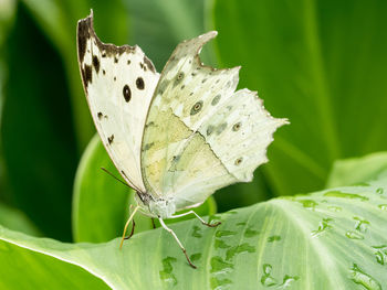 Close-up of butterfly on flower