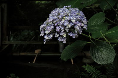 Close-up of purple flowers