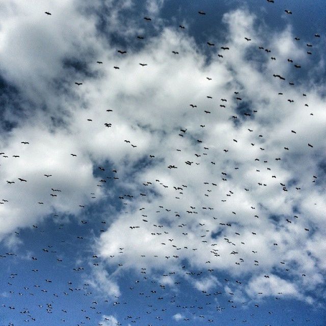 flying, bird, animal themes, sky, flock of birds, animals in the wild, wildlife, cloud - sky, low angle view, cloudy, cloud, mid-air, silhouette, nature, weather, overcast, spread wings, day, outdoors