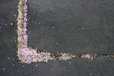 High angle view of pink flowering plants on road