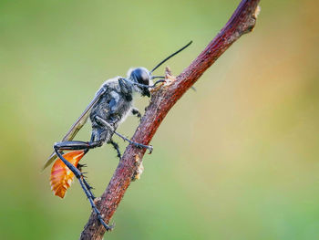 Close-up of insect perching on leaf