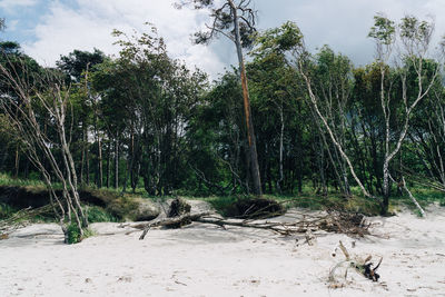 Trees growing in forest against sky