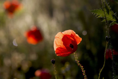 Close-up of red poppy blooming outdoors