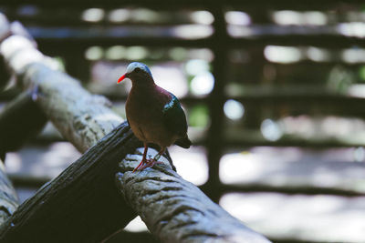 Low angle view of bird perching on tree