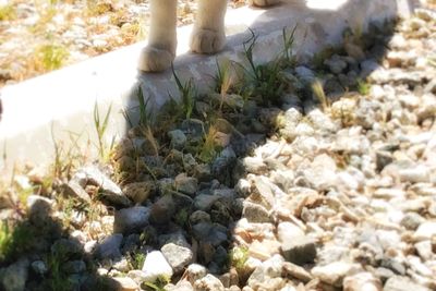 Plant growing on rock