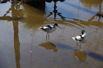 High angle view of birds in lake