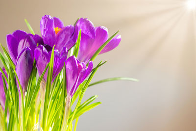 Close-up of purple flowering plant