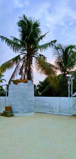 Palm tree by swimming pool against sky