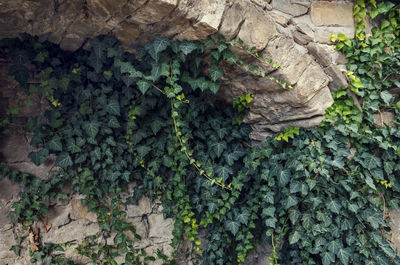 Close-up of ivy growing on tree trunk