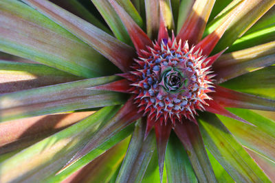 Full frame shot of pink flowering plant