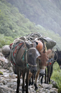 A caravan carrying luggage in the steep mountains