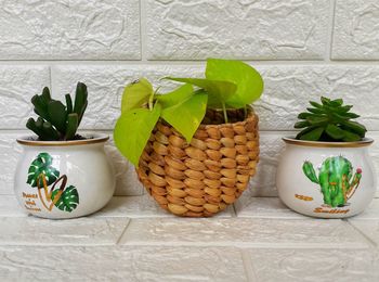 Close-up of potted plant on table