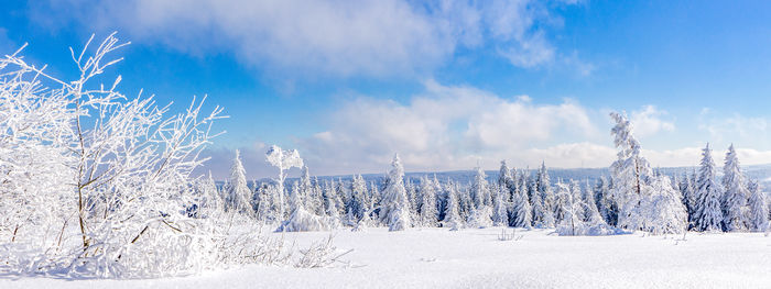 Panoramic shot of trees on snow covered land against sky