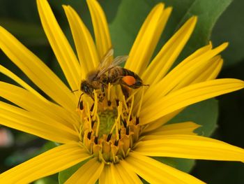 Close-up of bee pollinating on yellow flower