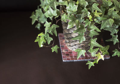 Close-up of leaves