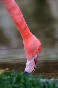 Close-up of bird against blurred water