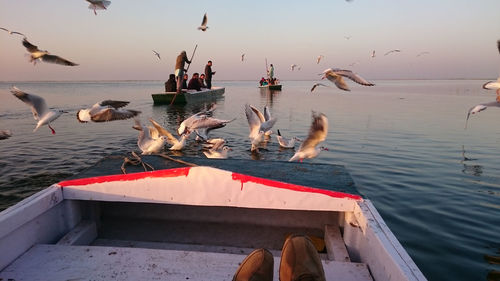 Boating in lake while seagulls flying around 