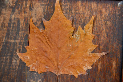 leaf