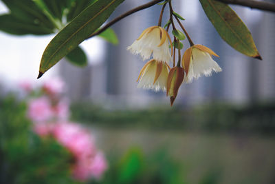 Close-up of white flowering plant