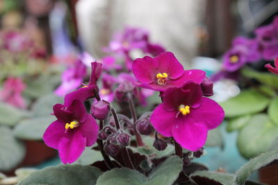 Close-up of pink flowers