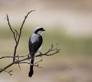 Low angle view of bird perching on branch