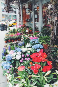 Flowers blooming on potted plant