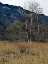 Bare tree on field against sky