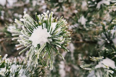 Close-up of flower in winter