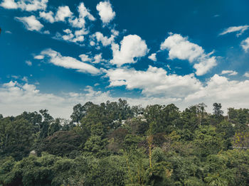 Low angle view of trees against sky