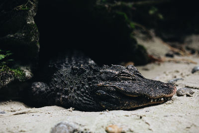 Close-up of lizard on rock