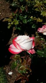 Close-up of pink roses blooming outdoors