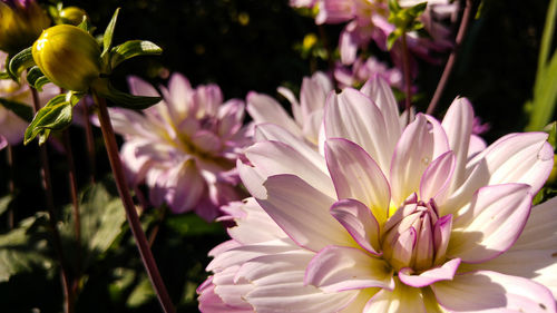 Close-up of pink dahlias blooming in garden