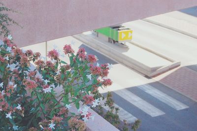 High angle view of pink flower pot against building