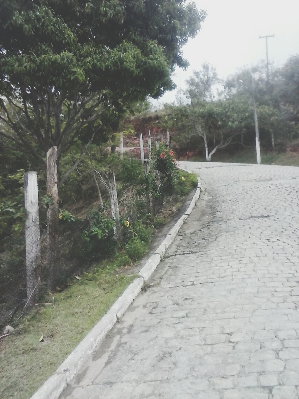 tree, the way forward, built structure, architecture, building exterior, footpath, growth, diminishing perspective, outdoors, day, street, no people, walkway, nature, plant, road, sky, wall - building feature, green color, cobblestone