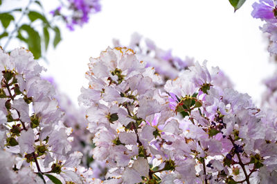 Close-up of purple flowers on tree