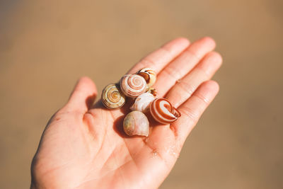 Close-up of seashell