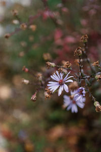Close-up of cherry blossom