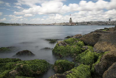 Seaweed on rock by river against buildings and cloudy sky