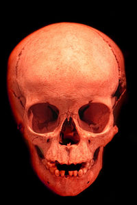 Close-up of human skull