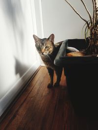 Portrait of cat on hardwood floor at home