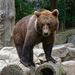 View of lion in forest