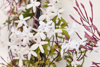 Close-up of white flowering plant