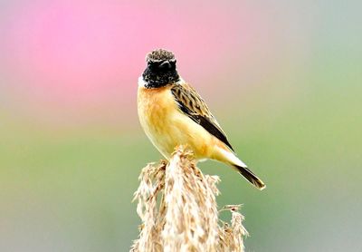 Close-up of bird perching on a plant