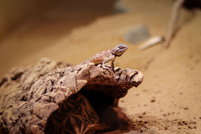 Close-up of lizard on rock
