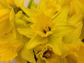 Close-up of yellow flowers