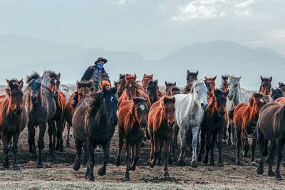 Man sitting on horse with herd on against sky